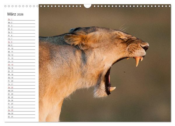 Produktbild: Emotionale Momente: Mein wildes Afrika (Wandkalender 2026 DIN A3 quer), CALVENDO Monatskalender