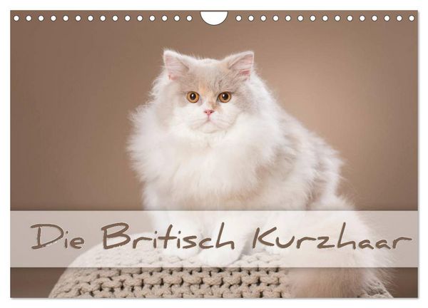 Produktbild: Die Britisch Kurzhaar (Wandkalender 2026 DIN A4 quer), CALVENDO Monatskalender