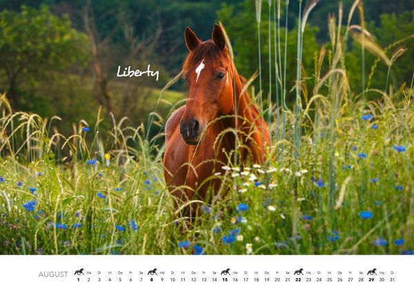 Produktbild: Pferde Kalender 2027 Wandkalender