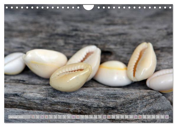 Produktbild: H&auml;user der Meere: Muscheln - Seeigel - Schnecken (Wandkalender 2026 DIN A4 quer), CALVENDO Monatskalender