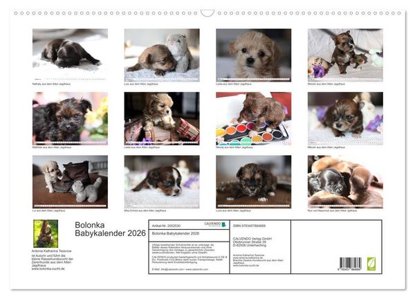 Produktbild: Bolonka Babykalender 2026 (Wandkalender 2026 DIN A2 quer), CALVENDO Monatskalender