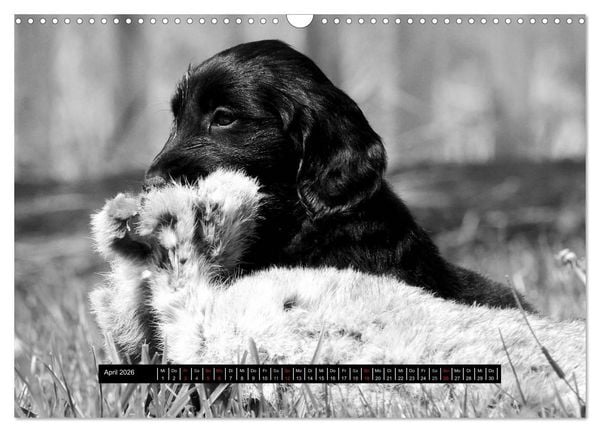 Produktbild: Flatcoated Retriever Black Edition (Wandkalender 2026 DIN A3 quer), CALVENDO Monatskalender