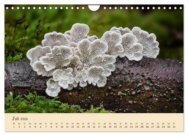Produktbild: Pilzgalerie - Eindrucksvolle Aufnahmen von unseren heimischen Pilzen (Wandkalender 2026 DIN A4 quer), CALVENDO Monatskalender