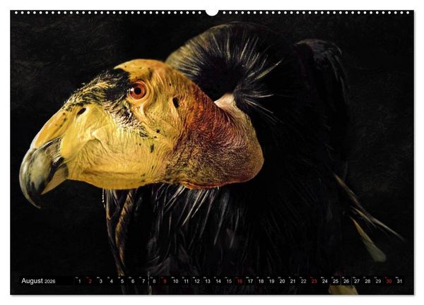 Produktbild: Greifv&ouml;gel (Wandkalender 2026 DIN A2 quer), CALVENDO Monatskalender