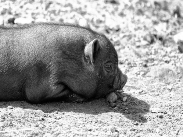Produktbild: CALVENDO Puzzle Minischwein Ferkel | 1000 Teile Lege-Gr&ouml;&szlig;e 64x48cm Foto-Puzzle f&uuml;r gl&uuml;ckliche Stunden