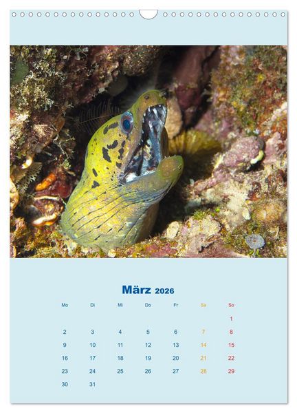 Produktbild: Portraitaufnahmen - Fische (Wandkalender 2026 DIN A3 hoch), CALVENDO Monatskalender