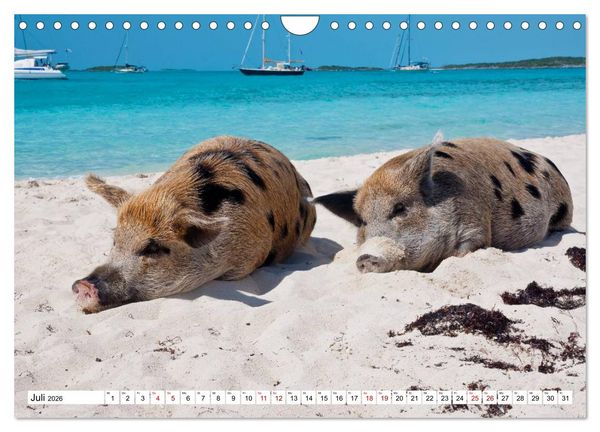 Produktbild: Schweine im Dauerurlaub auf den Bahamas! (Wandkalender 2026 DIN A4 quer), CALVENDO Monatskalender