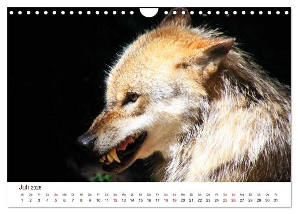 Produktbild: W&ouml;lfe 2026. Tierische Impressionen (Wandkalender 2026 DIN A4 quer), CALVENDO Monatskalender