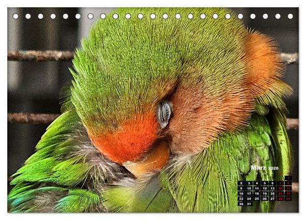 Produktbild: Die Unzertrennlichen (Tischkalender 2026 DIN A5 quer), CALVENDO Monatskalender