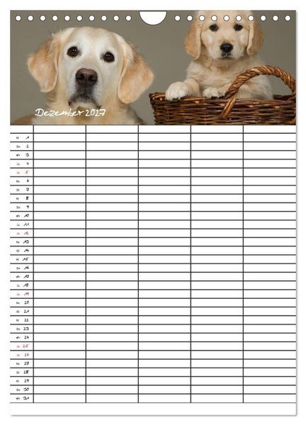 Produktbild: Familienplaner: Golden Retriever Welpen (Wandkalender 2027 DIN A4 hoch), CALVENDO Monatskalender