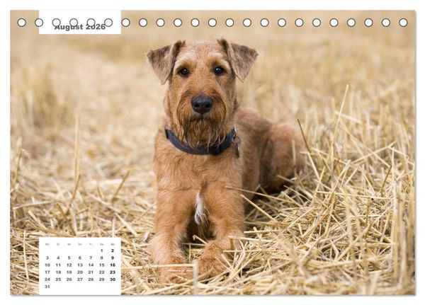 Produktbild: Rassehunde (Tischkalender 2026 DIN A5 quer), CALVENDO Monatskalender