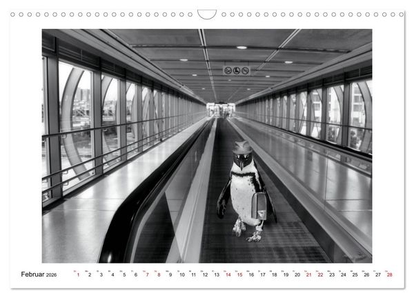 Produktbild: Pinguine privat (Wandkalender 2026 DIN A3 quer), CALVENDO Monatskalender