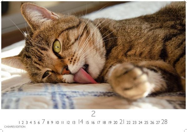 Produktbild: Funny Cats Kalender 2027 &ndash; Wandkalender | Fotokalender Tierkalender 35x50cm - Witziger Katzenkalender