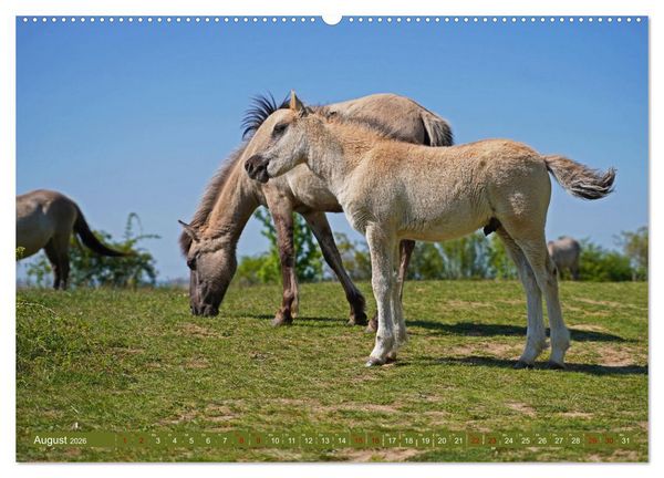 Produktbild: Mutterliebe - Konik Fohlen und Stute (Wandkalender 2026 DIN A2 quer), CALVENDO Monatskalender