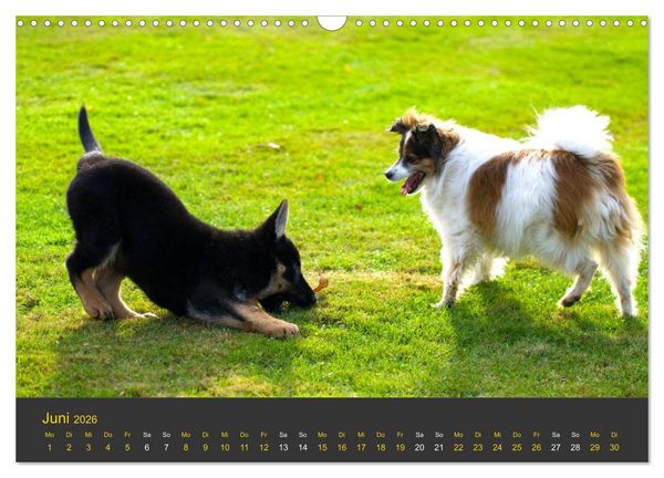 Produktbild: Deutscher Sch&auml;ferhund-Welpe - aus der Ostdeutschen Arbeitslinie (Wandkalender 2026 DIN A3 quer), CALVENDO Monatskalender