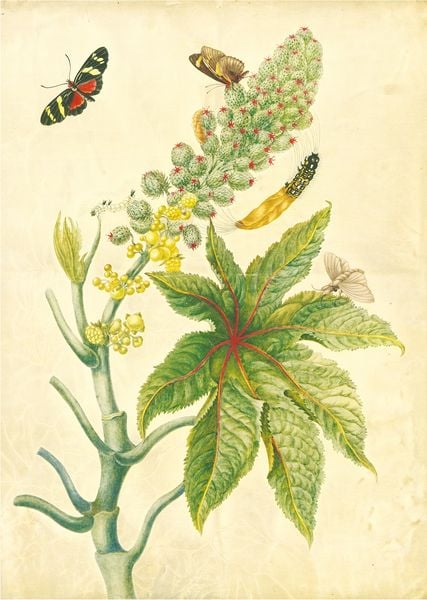 Produktbild: Maria Sibylla Merian &ndash; St. Petersburger Aquarelle (Jubil&auml;umsausgabe)