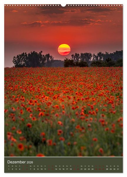 Produktbild: Mohnblumen - kraftvoll und zart (Wandkalender 2026 DIN A2 hoch), CALVENDO Monatskalender