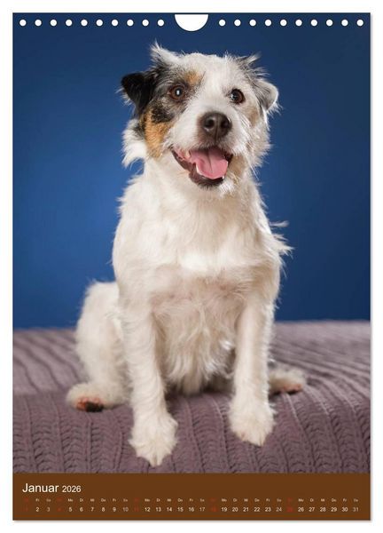 Produktbild: Jack Russell Terrier (Wandkalender 2026 DIN A4 hoch), CALVENDO Monatskalender