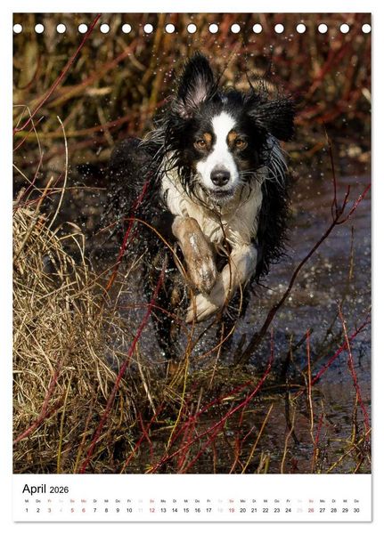 Produktbild: Australian Shepherd &ndash; Mit dem Aussie unterwegs (Tischkalender 2026 DIN A5 hoch), CALVENDO Monatskalender