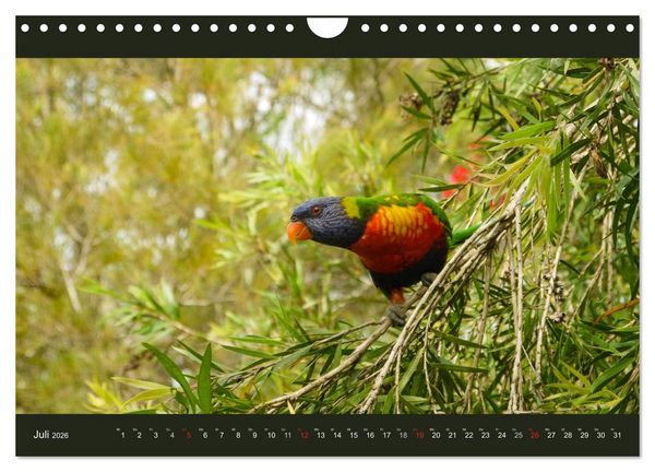 Produktbild: Australien - Farbige Vielfalt (Wandkalender 2026 DIN A4 quer), CALVENDO Monatskalender