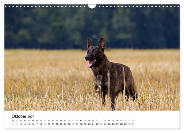Produktbild: ausdrucksvolle Holl&auml;ndische Sch&auml;ferhunde (Wandkalender 2027 DIN A3 quer), CALVENDO Monatskalender