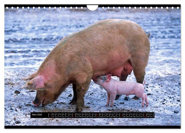 Produktbild: Schweinereien (Wandkalender 2026 DIN A4 quer), CALVENDO Monatskalender