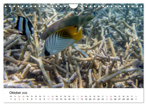 Produktbild: Unterwasserwelt der Malediven III (Wandkalender 2026 DIN A4 quer), CALVENDO Monatskalender