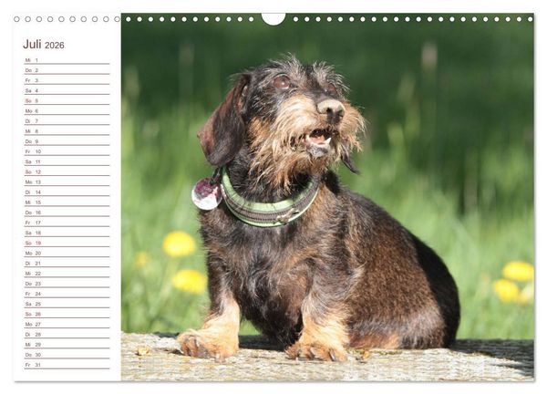 Produktbild: Familienplaner - Liebenswerte Rabauken - Rauhaardackel (Wandkalender 2026 DIN A3 quer), CALVENDO Monatskalender