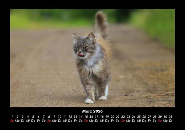 Produktbild: F&uuml;r Katzenfreunde 2026 Fotokalender DIN A3