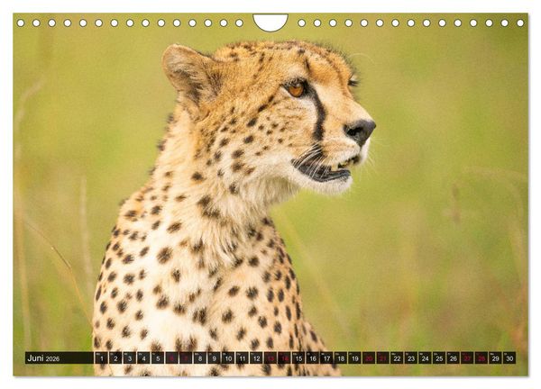Produktbild: Safari Afrika (Wandkalender 2026 DIN A4 quer), CALVENDO Monatskalender