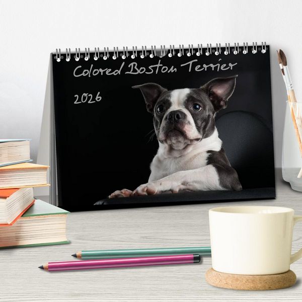 Produktbild: Colored Boston Terrier 2026 (Tischkalender 2026 DIN A5 quer), CALVENDO Monatskalender