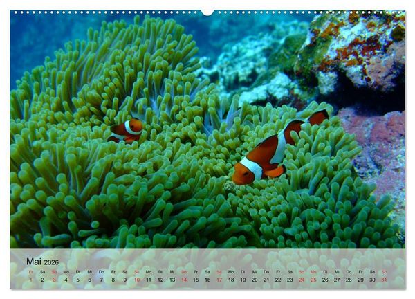 Produktbild: In der Meerestiefe. Fische und Korallen im ewigen Blau (hochwertiger Premium Wandkalender 2026 DIN A2 quer), Kunstdruck in Hochglanz