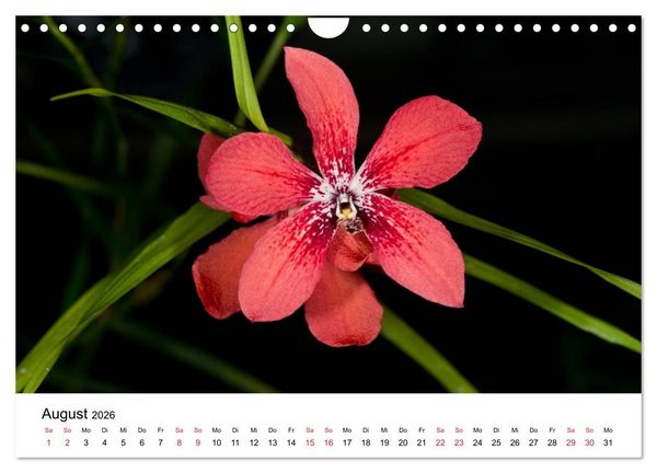 Produktbild: Vielfalt der Orchideen (Wandkalender 2026 DIN A4 quer), CALVENDO Monatskalender