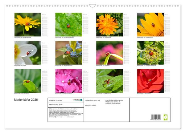 Produktbild: Marienk&auml;fer 2026 (Wandkalender 2026 DIN A2 quer), CALVENDO Monatskalender