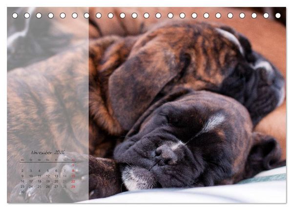 Produktbild: Deutscher Boxer 2026 (Tischkalender 2026 DIN A5 quer), CALVENDO Monatskalender