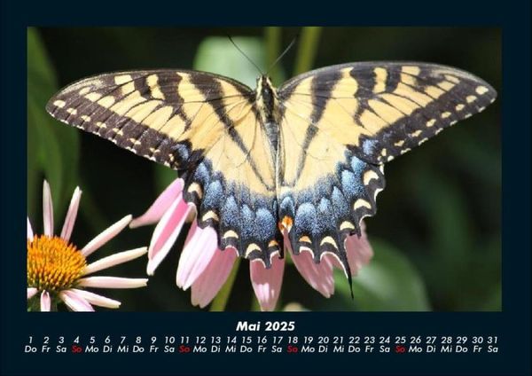 Produktbild: Bunte Pracht der Schmetterlinge 2025 Fotokalender DIN A4