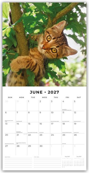 Produktbild: Adorable Cats &ndash; Liebenswerte Katzen 2027 &ndash; 16-Monatskalender