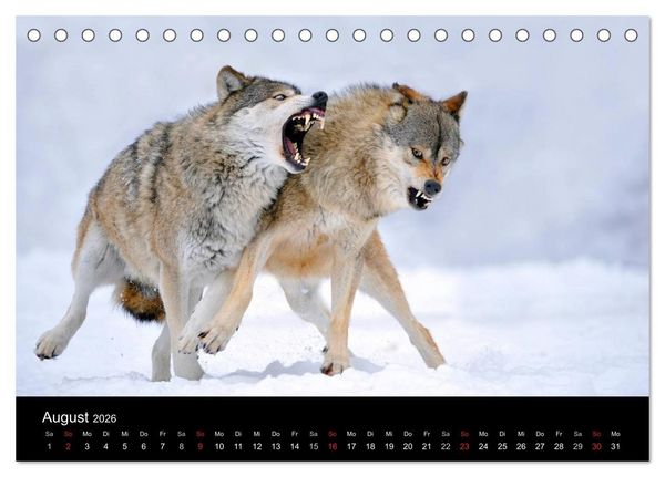 Produktbild: Kanadische W&ouml;lfe im Winter (Tischkalender 2026 DIN A5 quer), CALVENDO Monatskalender