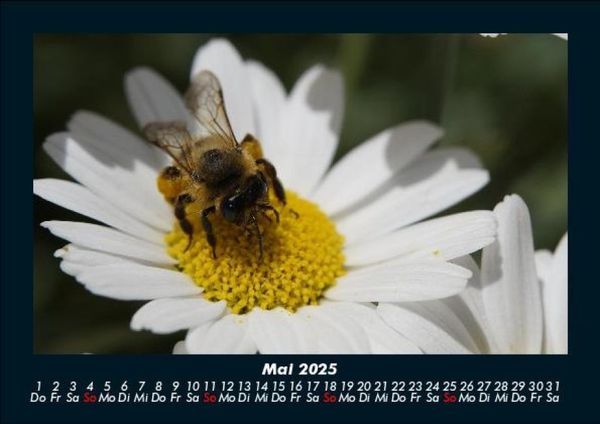 Produktbild: Blumentr&auml;ume 2025 Fotokalender DIN A5