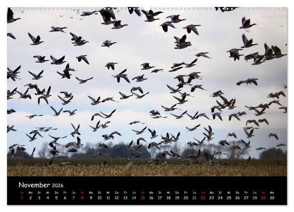 Produktbild: Schrei der Wildg&auml;nse (Wandkalender 2026 DIN A2 quer), CALVENDO Monatskalender