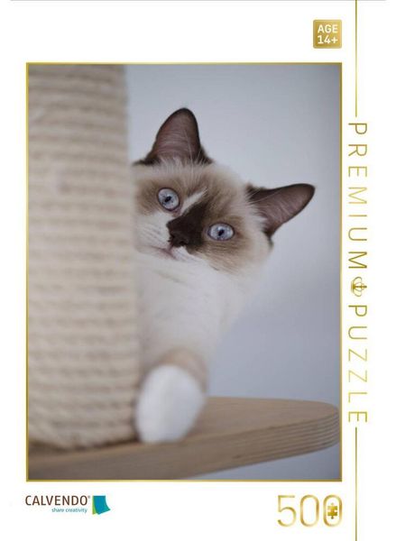 CALVENDO Puzzle Britisch Kurzhaar Katze | 500 Teile Lege-Größe 48 × 36 cm Foto-Puzzle für Erwachsene