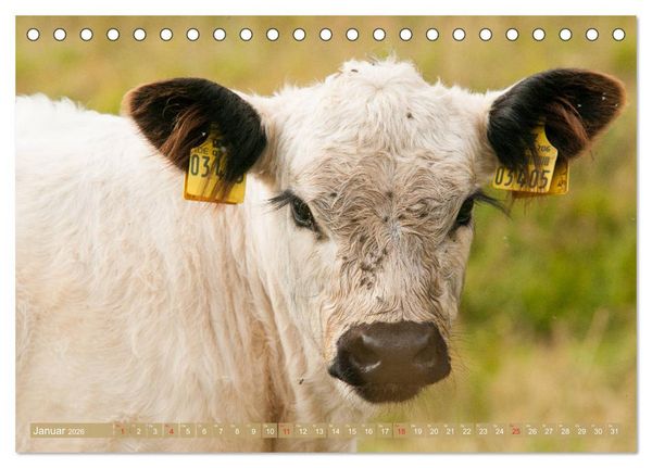 Produktbild: Galloway K&auml;lbchen - Liebenswert und lockig (Tischkalender 2026 DIN A5 quer), CALVENDO Monatskalender