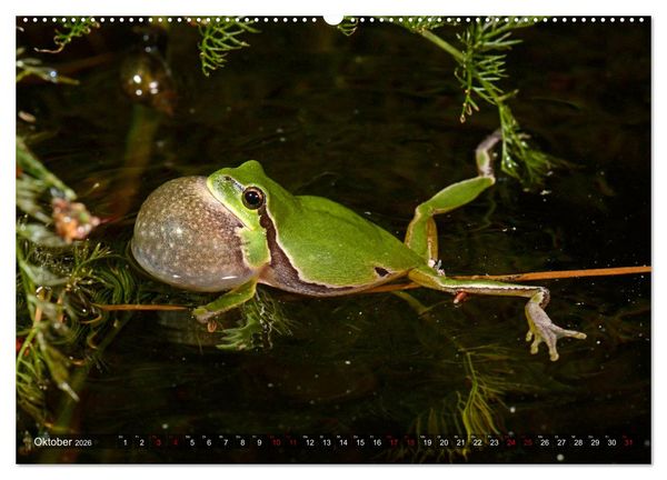 Produktbild: Heimische Amphibien (Wandkalender 2026 DIN A2 quer), CALVENDO Monatskalender