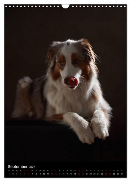Produktbild: Geliebte Aussies - Australian Shepherds im Portrait (Wandkalender 2026 DIN A3 hoch), CALVENDO Monatskalender