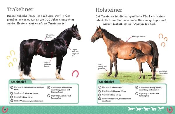 Produktbild: Pferde und Ponys
