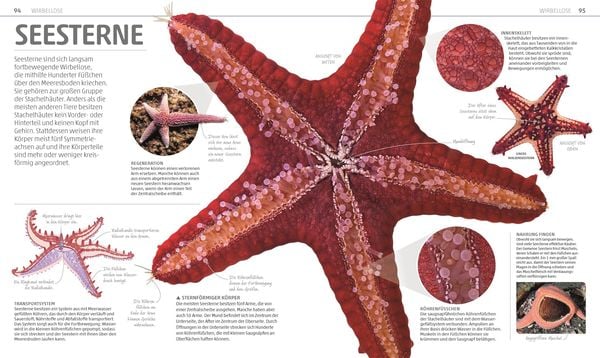 Produktbild: Mega-Wissen. Natur
