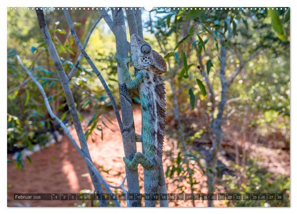 Produktbild: Tierisches Madagaskar (Wandkalender 2026 DIN A2 quer), CALVENDO Monatskalender