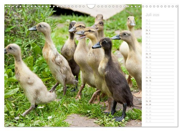 Produktbild: Laufenten - tierisch liebenswerte Zeitgenossen (Wandkalender 2026 DIN A3 quer), CALVENDO Monatskalender