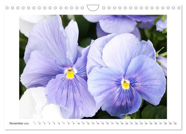 Produktbild: Veilchengew&auml;chse - Stiefm&uuml;tterchen und Hornveilchen (Wandkalender 2026 DIN A4 quer), CALVENDO Monatskalender