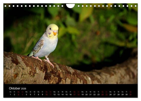 Produktbild: Wellensittichtr&auml;ume - Der neue Wellensittich-Naturkalender (Wandkalender 2026 DIN A4 quer), CALVENDO Monatskalender